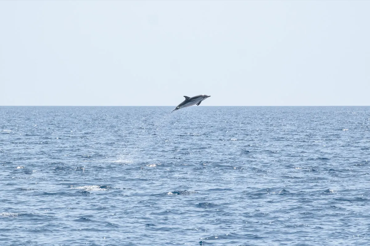 Fujifilm Italia e Jonian Dolphin Conservation insieme a Taranto