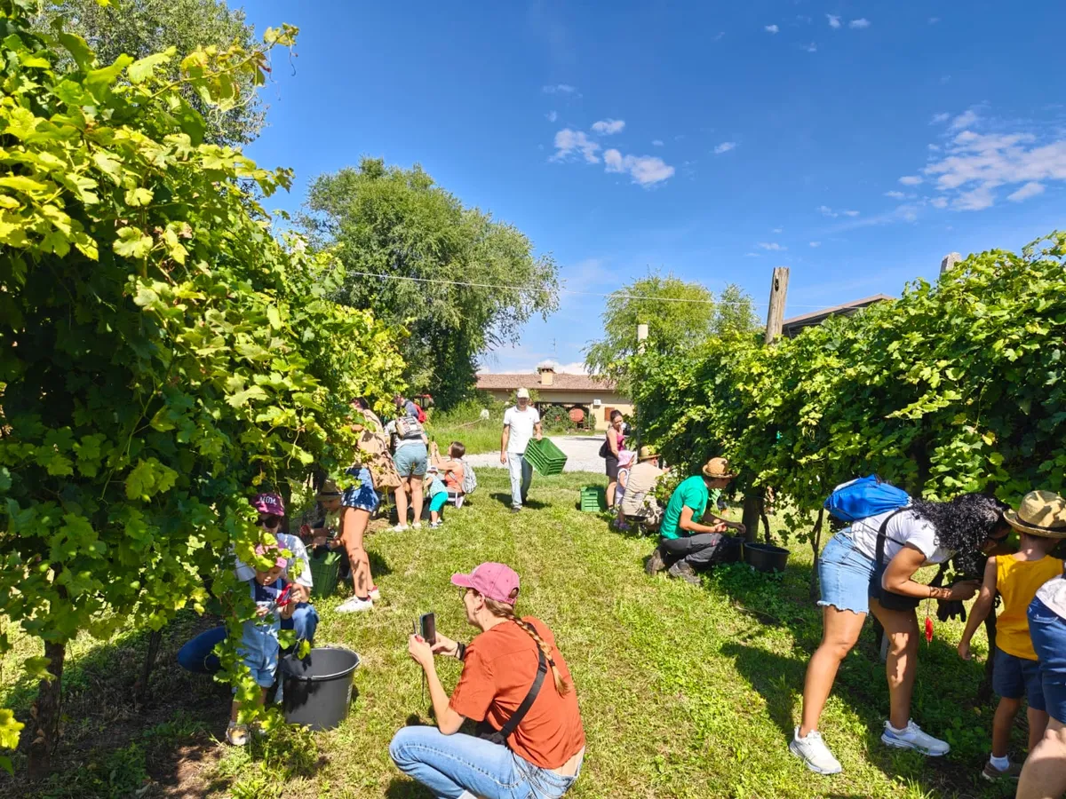 Gelindo dei Magredi Vendemmia Didattica: tradizione per famiglie