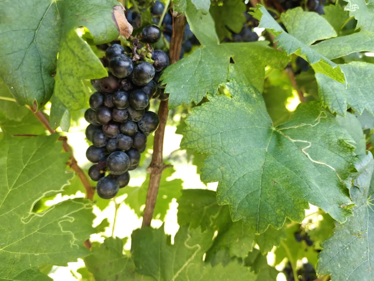 Gelindo dei Magredi Vendemmia Didattica: tradizione per famiglie