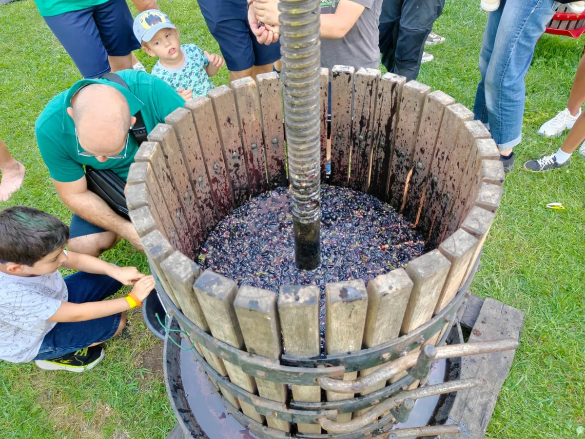 Gelindo dei Magredi Vendemmia Didattica: tradizione per famiglie